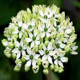 allium-nigrum-czosnek-czarny-3-szt-cebulki-cebule-kwiaty