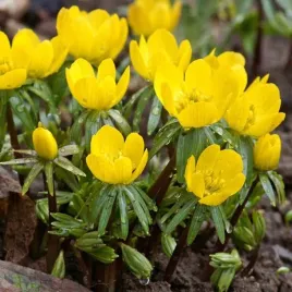 eranthis-cilicica-rannik-cylicyjski-5-szt-cebulki-cebule-kwiaty