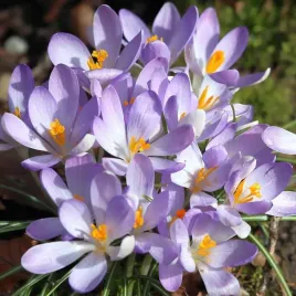 krokus-jesienny-sativus-siewny-5-szt-cebulki-cebule-kwiaty