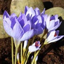 krokus-jesienny-speciosus-okazaly-5-szt-cebulki-cebule-kwiaty