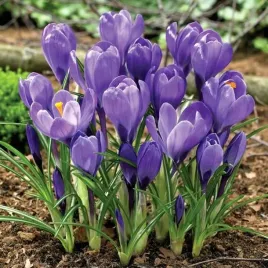 krokus-wiosenny-remembrance-10-szt-cebulki-cebule-kwiaty