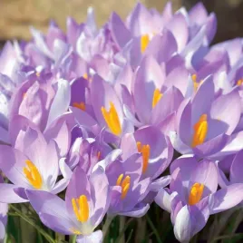 krokus-wiosenny-queen-of-the-blues-100-szt-cebulki-cebule-kwiaty