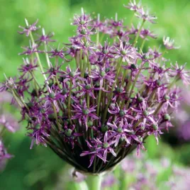 allium-czosnek-miami-3-szt-cebulki-cebule-kwiaty