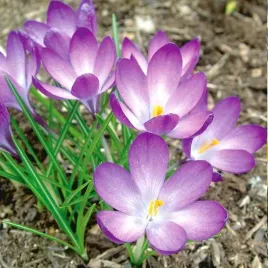 krokus-botaniczny-ruby-giant-10-szt-cebulki-cebule-kwiaty