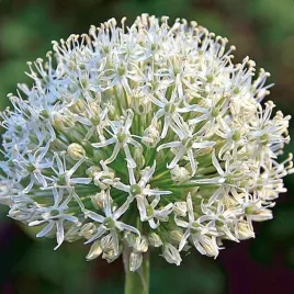 allium-czosnek-polski-mount-everest-1-szt-20-22-cebule-cebulki-producent