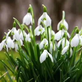 galanthus-nivalis-sniezyczka-przebisnieg-50-szt-cebulki-cebule-kwiaty
