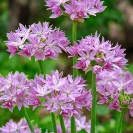 allium-czosnek-eros-5-szt-cebulki-cebule-kwiaty