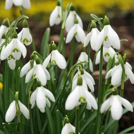 galanthus-sniezyczka-przebisnieg-elwesii-3-szt-cebulki-cebule-kwiaty