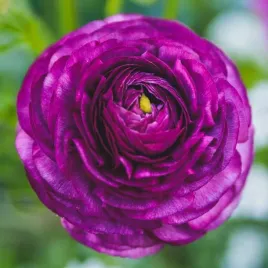 ranunculus-jaskier-purpurowy-5-szt-cebulki-cebule-kwiaty