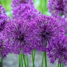 allium-czosnek-purple-rain-5-szt-cebulki-cebule-kwiaty