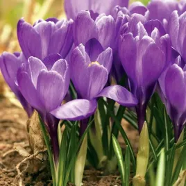 krokus-wiosenny-victor-hugo-10-szt-cebulki-cebule-kwiaty