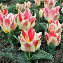 tulipan-greiga-niski-selim-5-szt-tulipany-cebulki-cebule-tulipanow