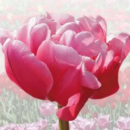 tulipan-elitarny-irena-szewinska-5-szt-tulipany-cebulki-cebule-tulipanow