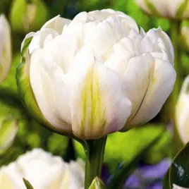 tulipan-pelny-mount-tacoma-5-szt-tulipany-cebulki-cebule-tulipanow