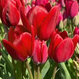 tulipan-wielokwiatowy-fiery-club-5-szt-tulipany-cebulki-cebule-tulipanow