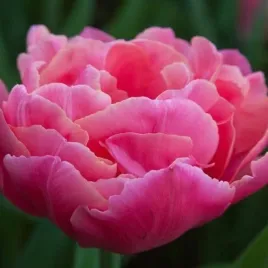 tulipan-pelny-sunset-tropical-5-szt-tulipany-cebulki-cebule-tulipanow