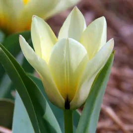 tulipan-fostera-niski-purissima-5-szt-tulipany-cebulki-cebule-tulipanow