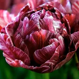 tulipan-pelny-nachtwacht-1-szt-tulipany-cebulki-cebule-tulipanow