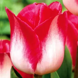 tulipan-triumph-page-polka-5-szt-tulipany-cebulki-cebule-tulipanow