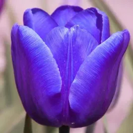 tulipan-pojedynczy-pozny-blue-aimable-5-szt-tulipany-cebulki-cebule