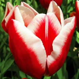 tulipan-bialo-czerwony-50-szt-tulipany-cebulki-cebule-tulipanow