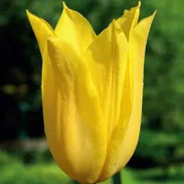 tulipan-lilioksztaltny-flashback-5-szt-tulipany-cebulki-cebule-tulipanow