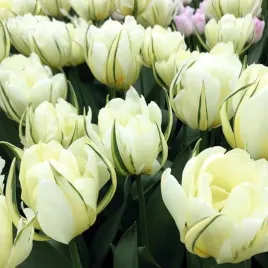 tulipan-pelny-bialy-50-szt-tulipany-cebulki-cebule-tulipanow