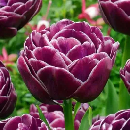 tulipan-pelny-dream-touch-5-szt-tulipany-cebulki-cebule-tulipanow