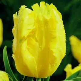 tulipan-papuzi-texas-gold-5-szt-tulipany-cebulki-cebule-tulipanow