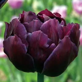tulipan-pelny-black-hero-5-szt-tulipany-cebulki-cebule-tulipanow
