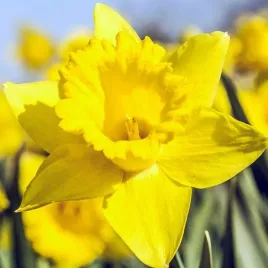 narcyz-trabkowy-polski-dutch-master-50-szt-12-14-narcyzy-cebule-cebulki
