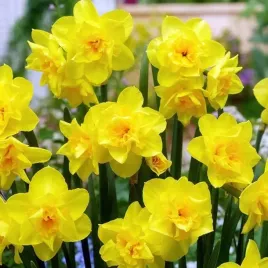 narcyz-jonquilla-golden-delicious-5-szt-cebulki-cebule-kwiaty