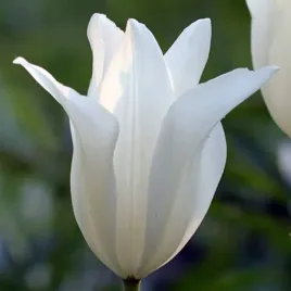 tulipan-lilioksztaltny-sapporo-5-szt-tulipany-cebulki-cebule-tulipanow