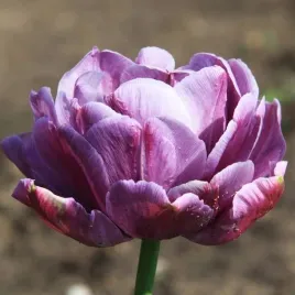 tulipan-pelny-blue-diamond-5-szt-tulipany-cebulki-cebule-tulipanow