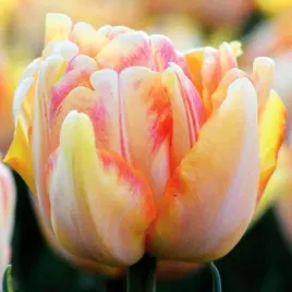 tulipan-pelny-foxy-foxtrot-5-szt-tulipany-cebulki-cebule-tulipanow
