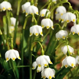 leucojum-aestivum-sniezyca-letnia-5-szt-cebulki-cebule-kwiaty
