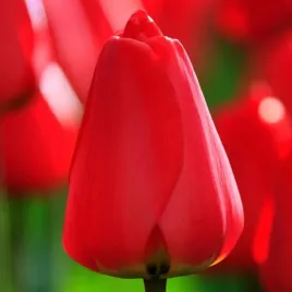 tulipan-czerwony-50-szt-tulipany-cebulki-cebule-tulipanow