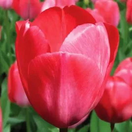 tulipan-darwina-van-eijk-5-szt-tulipany-cebulki-cebule-tulipanow