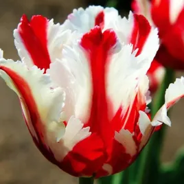 tulipan-papuzi-estella-rijnveld-5-szt-tulipany-cebulki-cebule-tulipanow