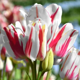 tulipan-wielokwiatowy-flaming-club-5-szt-tulipany-cebulki-cebule-tulipanow