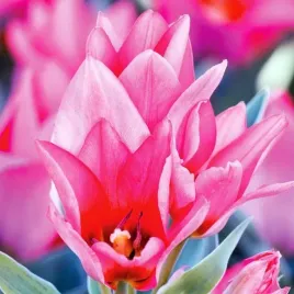 tulipan-wielokwiatowy-toronto-5-szt-tulipany-cebulki-cebule-tulipanow