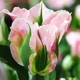tulipan-zielonokwiatowy-china-town-5-szt-tulipany-cebulki-cebule-tulipanow