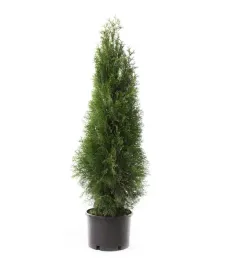 tuja-szmaragd-thuja-smaragd-gesty-stozek-w-donicy-sadzonka-do-ogrodu