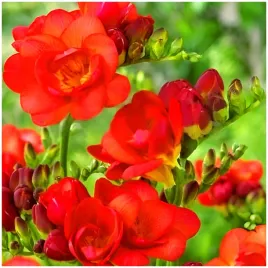 frezja-pelna-czerwona-freesia-double-pachnaca-cebulki-10-szt-gratis