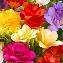 frezja-pelna-zestaw-mix-freesia-double-pachnaca-cebulki-20-szt-gratis