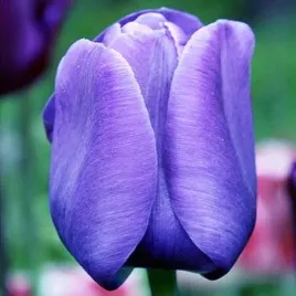 tulipan-niebieski-5-szt-tulipany-cebulki-cebule-tulipanow