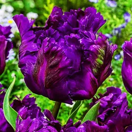 tulipan-papuzi-negrita-parrot-5-szt-tulipany-cebulki-cebule-tulipanow