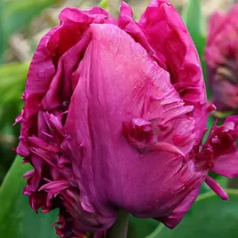 tulipan-papuzi-parrot-prince-5-szt-tulipany-cebulki-cebule-tulipanow