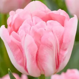 tulipan-pelny-foxtrot-5-szt-tulipany-cebulki-cebule-tulipanow