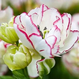 tulipan-pelny-belicia-5-szt-tulipany-cebulki-cebule-tulipanow